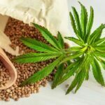 Cannabis Seeds