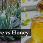 Agave vs Honey