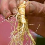 American Ginseng Root