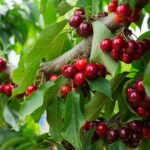 Cherry trees