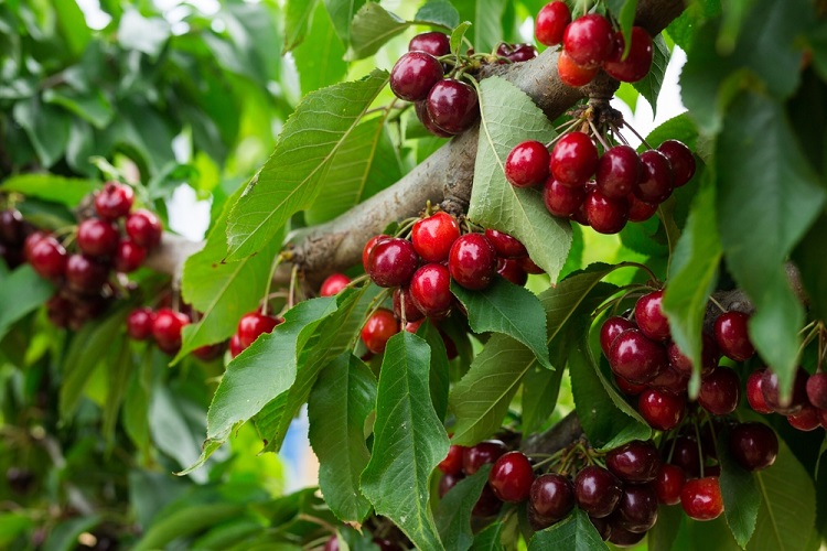 Preserving Cherries: Turning Your Harvest into Jams, Jellies, and More Cherry trees