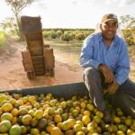 Fruit Harvesting Businesses
