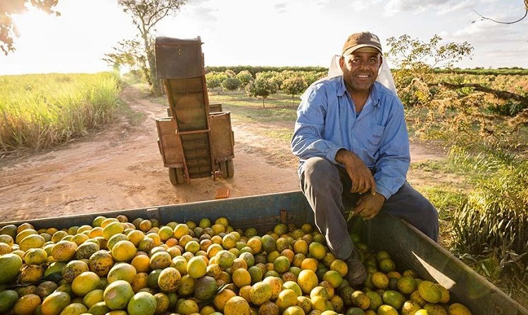 Forklift Attachments And Operation For Fruit Harvesting Businesses Fruit Harvesting Businesses